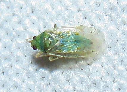 Miridae: Ectagela guttata from SW Turkey